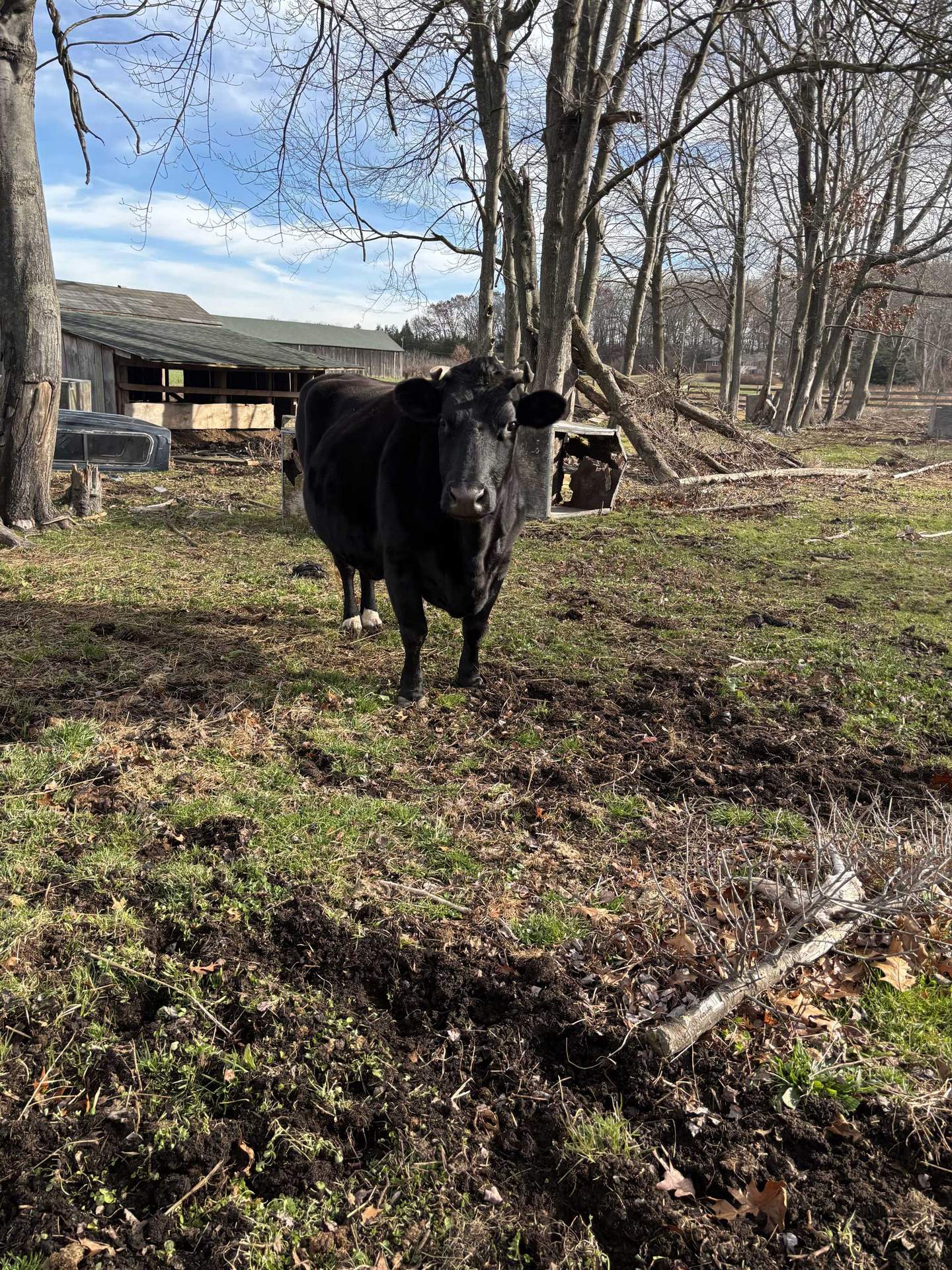 JERSEY GIRL
